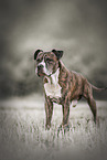American Staffordshire Terrier