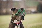 American Staffordshire Terrier Portrait