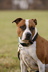 American Staffordshire Terrier Portrait