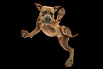 adult American Staffordshire Terrier