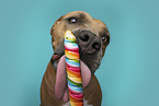 adult American Staffordshire Terrier