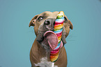 adult American Staffordshire Terrier