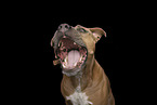 adult American Staffordshire Terrier