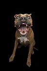 adult American Staffordshire Terrier