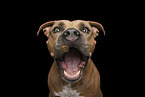 adult American Staffordshire Terrier
