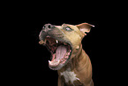adult American Staffordshire Terrier