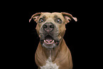 adult American Staffordshire Terrier