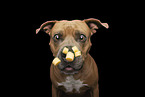 adult American Staffordshire Terrier