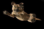 adult American Staffordshire Terrier