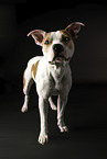 adult American Staffordshire Terrier