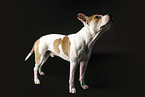 adult American Staffordshire Terrier