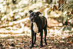 adult American Staffordshire Terrier