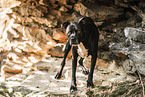 adult American Staffordshire Terrier
