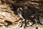 adult American Staffordshire Terrier