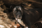 adult American Staffordshire Terrier