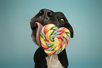 adult American Staffordshire Terrier