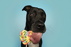 adult American Staffordshire Terrier