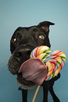 adult American Staffordshire Terrier