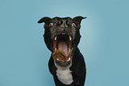 adult American Staffordshire Terrier