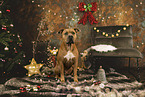 American Staffordshire Terrier at christmas