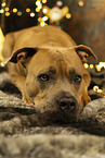 American Staffordshire Terrier at christmas