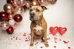 American Staffordshire Terrier