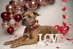 American Staffordshire Terrier