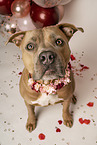 American Staffordshire Terrier