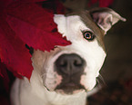 adult American Staffordshire Terrier