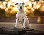 adult American Staffordshire Terrier