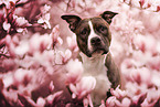 American Staffordshire Terrier Portrait