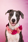 American Staffordshire Terrier