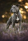 American Staffordshire Terrier