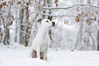 American Staffordshire Terrier