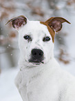 American Staffordshire Terrier