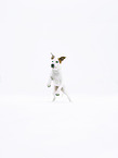 American Staffordshire Terrier