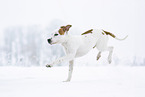 American Staffordshire Terrier