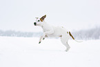 American Staffordshire Terrier