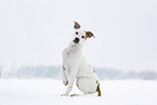 American Staffordshire Terrier