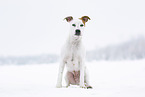 American Staffordshire Terrier