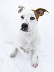 American Staffordshire Terrier