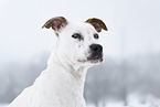 American Staffordshire Terrier