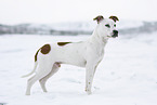 American Staffordshire Terrier