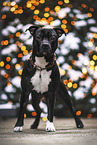 American Staffordshire Terrier