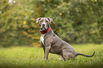 American Staffordshire Terrier