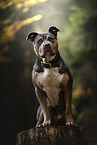 American Staffordshire Terrier