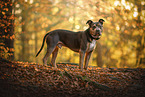 American Staffordshire Terrier