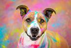 American Staffordshire Terrier
