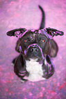 American Staffordshire Terrier