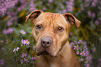 American Staffordshire Terrier